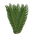 Bloomingmore Everyday Greenery King Sago Palm 5 Ft. - Fresh Cut - 150 Stems