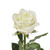 White Roses - 60 Cm - Fresh Cut Flowers - 100 Stems - By Bloomingmore