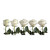 Painted Neige Claire Roses 50 Cm - Fresh Cut - 50 Stems