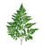 Leather Leaf - Fresh Cut - 150 Stems