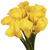 30 Stems Of Yellow Color Calla Lilies- Beautiful Fresh Cut Flowers- Express Delivery