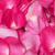 3500 Hot Pink Rose Petals- Beautiful Fresh Cut Flowers- Express Delivery