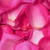 3500 Hot Pink Rose Petals- Beautiful Fresh Cut Flowers- Express Delivery