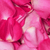 3500 Hot Pink Rose Petals- Beautiful Fresh Cut Flowers- Express Delivery