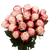 50 Stems Of White With Pinkish Red Sweetness Roses- Beautiful Fresh Cut Flowers- Express Delivery