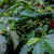 Swiss Water Decaf Coffee | Single Origin | Organic | Whole Bean | Medium Roast | Fresh Roasted
