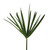 Umbrella Palm - Fresh Cut - 150 Stems