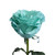 Painted Mintage Roses 50 Cm - Fresh Cut - 125 Stems