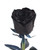 Tinted Black Roses 100 Stems Of 50 Cm Farm Direct Fresh Cut Flowers By Bloomingmore