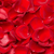 3500 Red Rose Petals- Beautiful Fresh Cut Flowers- Express Delivery