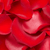 3500 Red Rose Petals- Beautiful Fresh Cut Flowers- Express Delivery