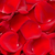 3500 Red Rose Petals- Beautiful Fresh Cut Flowers- Express Delivery