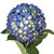 Shocking Blue Hydrangeas - Fresh Cut Flowers - 15 Stems - By Bloomingmore