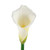 White Calla Lilies - Fresh Cut - 35 Stems