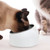 200ml Pet Cat Bowl Raised No Slip Stainless Steel Tilted Feeder Bowls New Pet Supplies