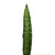 Silver Cobra Sanseveria - Fresh Cut Flowers - 40 Stems - By Bloomingmore