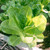 Lettuce Seeds (organic) - Romaine Little Caesar - Packet -  Vegetable Seeds,  Heirloom, Organic  Easy To Grow & Maintain, Fast Growing, Leafy Vegetable, Container Garden