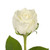 White Roses - 50 Cm - Fresh Cut Flowers - 50 Stems - By Bloomingmore
