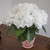 Hydrangeas 40 Stems Of White Farm Direct Fresh Cut Flowers By Bloomingmore