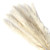 Dried Pampas Grass Bunch Bouquet Phragmites Reed Home Vase White 15pcs
