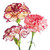 Novelty Carnations - Fresh Cut - 100 Stems