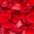5000 Red Petals- Beautiful Fresh Cut Flowers- Express Delivery