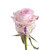 Painted Mom Confetti Roses 50 Cm - Fresh Cut - 50 Stems