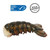 Sam's Choice Frozen Wild Caught Cold Water Lobster Tails With Butter, 9 Oz