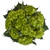 Green Mini Hydrangeas - Mojito - Fresh Cut Flowers - 20 Stems - By Bloomingmore