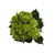 Green Mini Hydrangeas - Mojito - Fresh Cut Flowers - 20 Stems - By Bloomingmore