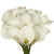 12 Stems Of White Calla Lilies- Beautiful Fresh Cut Flowers- Express Delivery