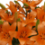 28 Blooms Of Orange Color Asiatic Lilies 8 Stems- Beautiful Fresh Cut Flowers- Express Delivery
