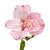 Alstroemeria 50 Stems Of Pink Farm Direct Fresh Cut Flowers By Bloomingmore