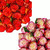 Roses 50 Stems Of 60 Cm Assorted Bicolor Growers Will Choose From Hot Pink, Light Pink, Yellow, White, Orange Colors Farm Direct Fresh Cut Flowers By Bloomingmore