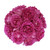 Garden Rose Yves Piaget 36 Stems Of 40 Cm Hot Pink Farm Direct Fresh Cut Flowers By Bloomingmore