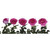 Garden Rose Yves Piaget 36 Stems Of 40 Cm Hot Pink Farm Direct Fresh Cut Flowers By Bloomingmore