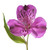Alstroemeria 50 Stems Of Purple Farm Direct Fresh Cut Flowers By Bloomingmore