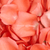 3500 Orange Rose Petals- Beautiful Fresh Cut Flowers- Express Delivery