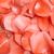 3500 Orange Rose Petals- Beautiful Fresh Cut Flowers- Express Delivery