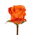 Orange Roses - 50 Cm - Fresh Cut Flowers - 75 Stems - By Bloomingmore
