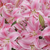 20 Stems Of Pink Oriental Lilies- Beautiful Fresh Cut Flowers- Express Delivery