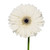 White Gerberas 50 Cm - Fresh Cut - 100 Stems