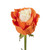 Painted Marshmallow - White & Orange - Roses - 50 Cm - Fresh Cut Flowers - 50 Stems - By Bloomingmore