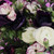 Don't Be Ranunculus (; - Lavender  Fresh Flower Bouquet - Fresh Cut - 2 Pack