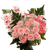 3 Dozen Pink Roses With Baby's Breath And Green- Fresh Flower Delivery