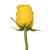 Roses 50 Farm Direct Fresh Cut Yellow Do It Yourself Prewired Wired Roses By Bloomingmore