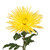 Yellow Spider Mums - Fresh Cut Flowers - 50 Stems - Chrysanthemum - By Bloomingmore