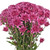 Pink Cushion Poms - Fresh Cut - 60 Stems