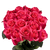 50 Stems Of Hot Pink Hot Princess Roses- Beautiful Fresh Cut Flowers- Express Delivery