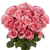 50 Stems Of Bright Pink High And Bonita Roses- Beautiful Fresh Cut Flowers- Express Delivery